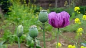 cây thuốc phiện