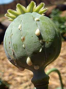 cây thuốc phiện