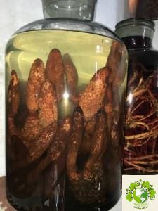 rượu tích dương giả